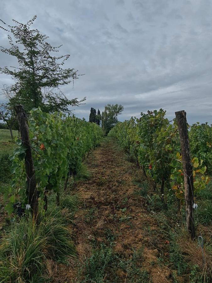 Podere Borgaruccio Peccioli Kültér fotó