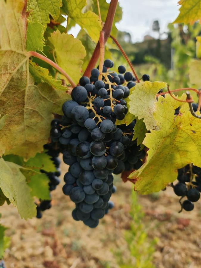 Podere Borgaruccio Peccioli Kültér fotó